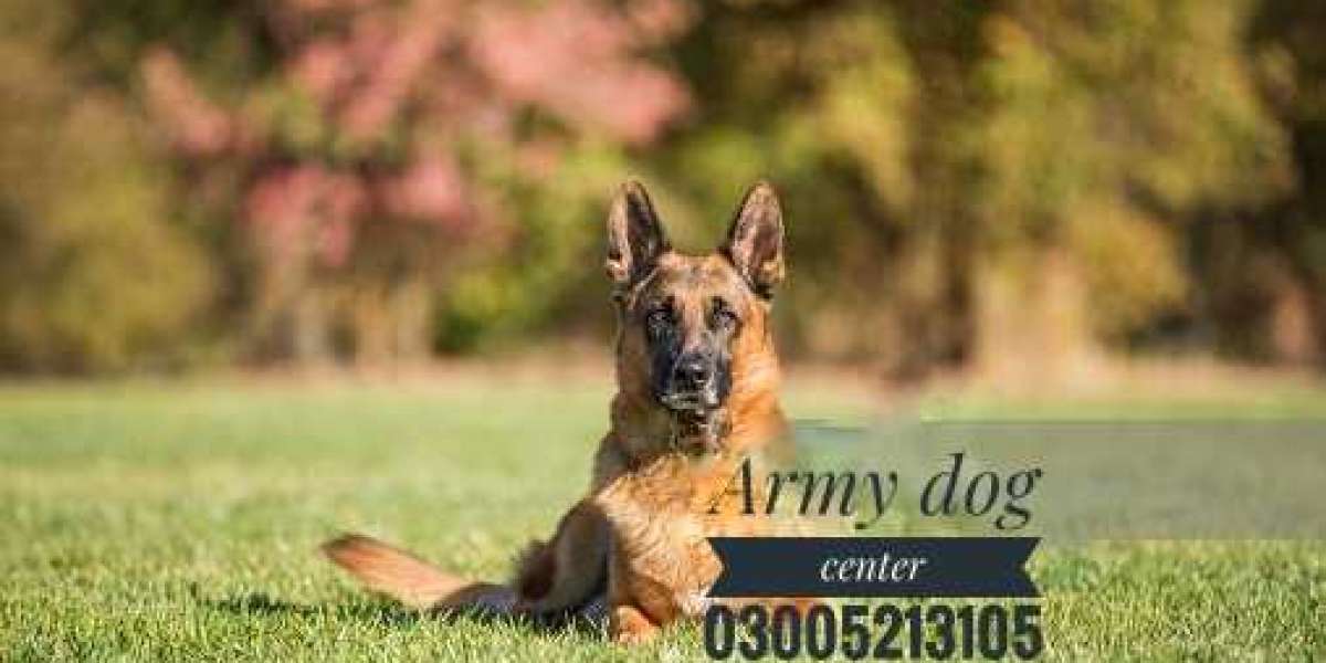 Unleashing Heroes The Army Dog Center