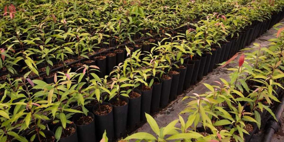 Cassava Planter Market Outlook Growth Trajectory