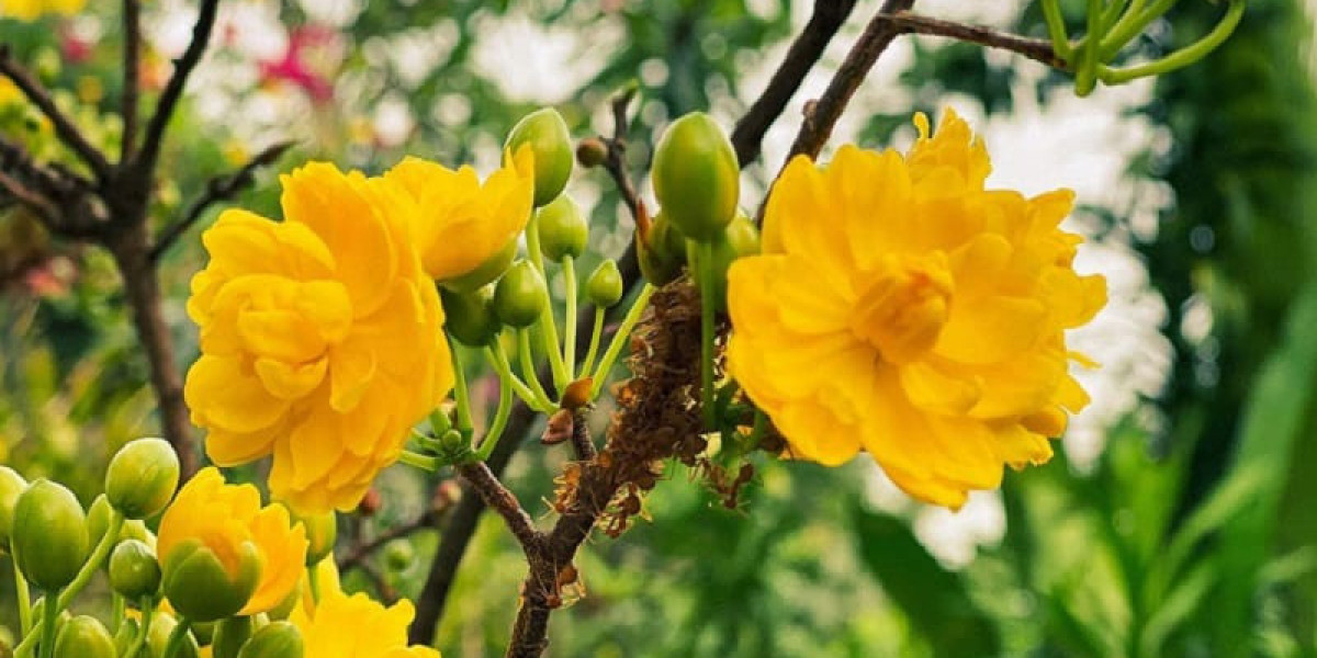 Xuân rực rỡ tại xã Ia Kênh, Gia Lai: Mai vàng xen canh cùng cây cà phê