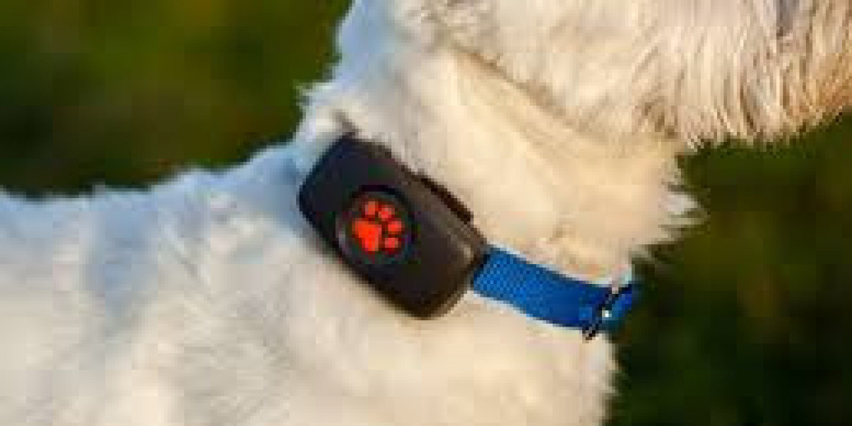 Affordable Dog Trackers with No Monthly Fees