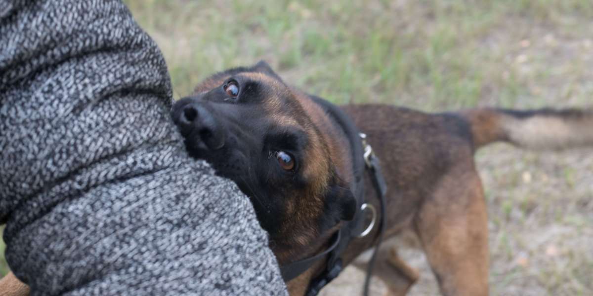 Attorney Tips for Maximizing Compensation in Dog Bite Cases with Effective Strategies