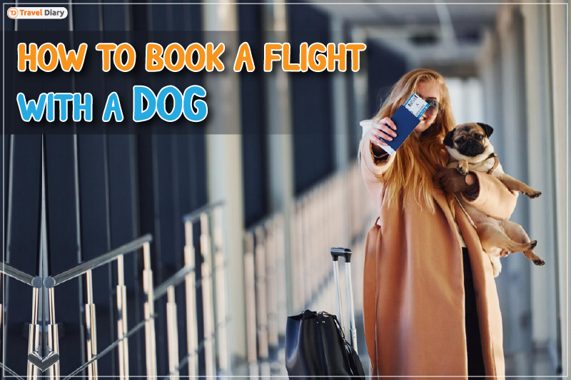 7 Tips on How to Book a Flight with a Dog from USA to India