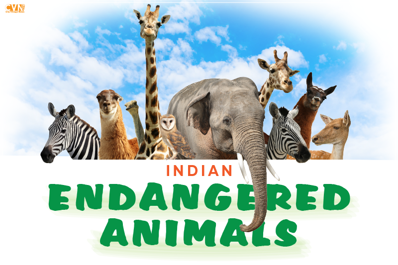 Visit these 12 Endangered Animals in India Before They Gone