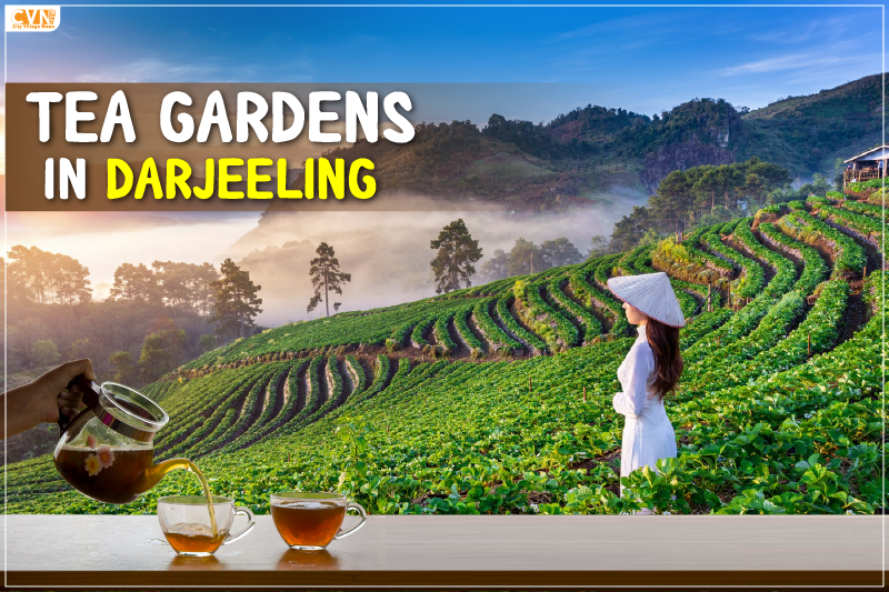 Discover the Scenic Tea Gardens in Darjeeling