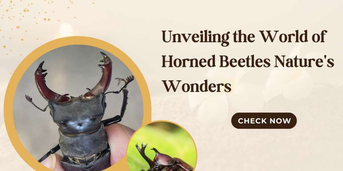 Unveiling the World of Horned Beetles Nature's Wonders