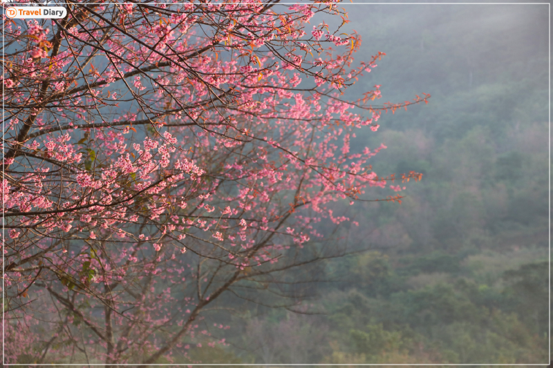 Top 5 Places to Find Cherry Blossom in India