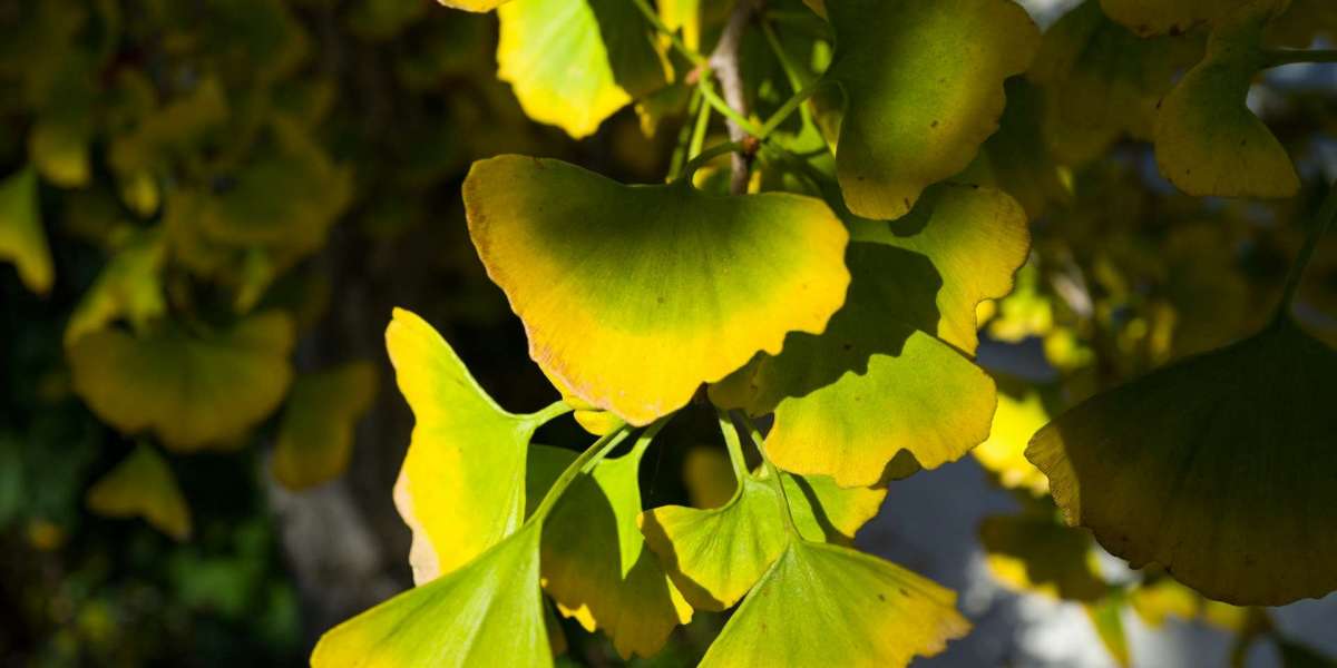 Echte Erfolgsgeschichten: Männer, die ihre ED mit Ginkgo biloba verbessert haben