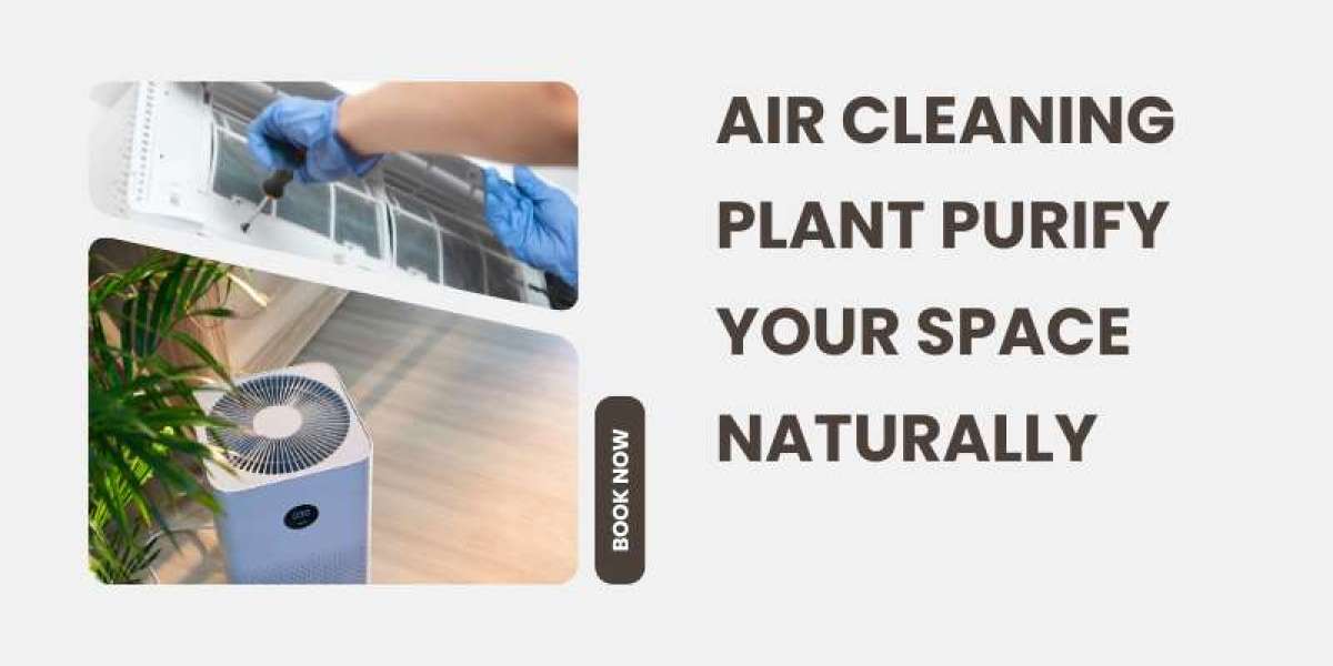 Air Cleaning Plant Purify Your Space Naturally