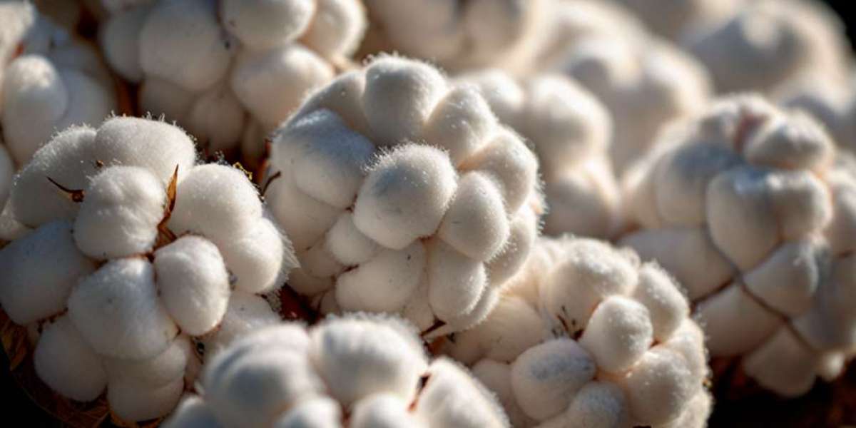 Cotton Prices, Chart, Demand, News, Forecast | IMARC Group