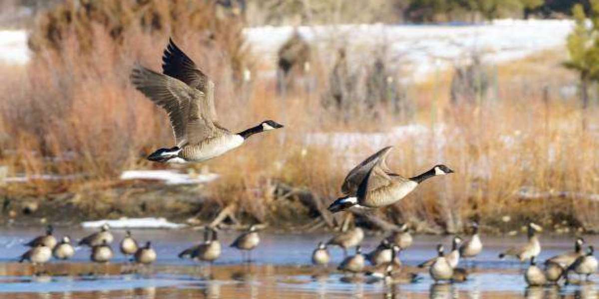 Expert Tips for Successful Goose Hunting in Colorado Birds and Bucks Outdoors