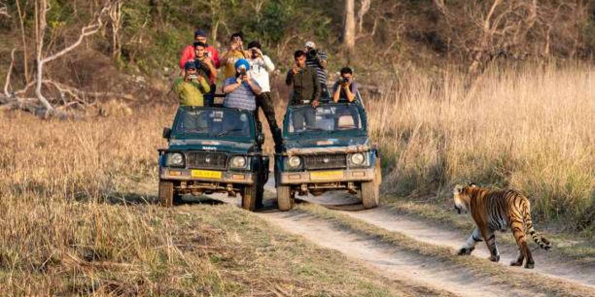 Best Jim Corbett National Park Packages for an Unforgettable Experience