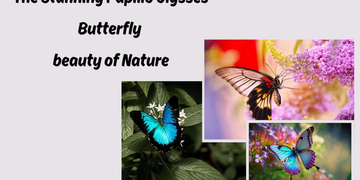 The Stunning Papilio Ulysses Butterfly beauty of Nature