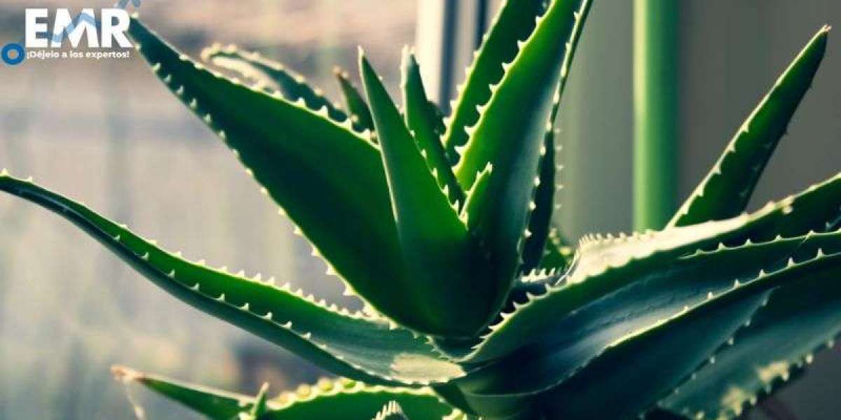 El Mercado del Aloe Vera: Un Crecimiento Impresionante en la Próxima Década