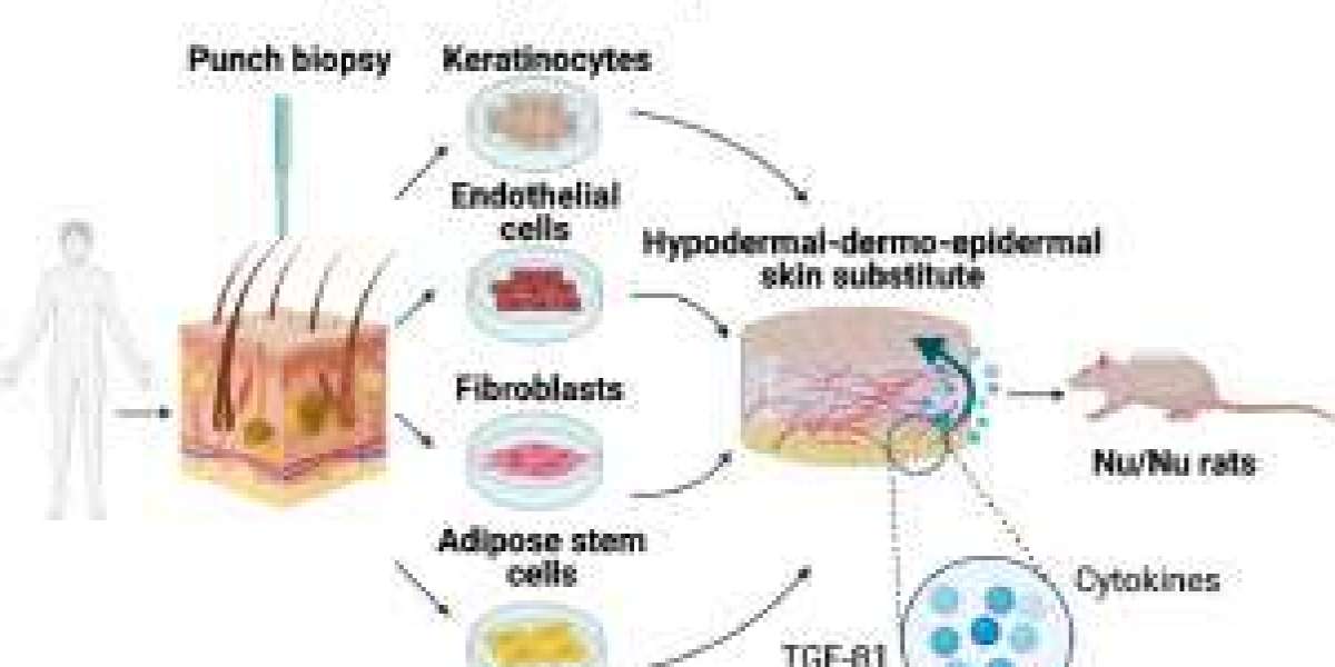 Biological Skin Substitutes Market: Exploring Market Share, Market Trends, and Future Growth