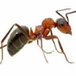 antpest control Profile Picture