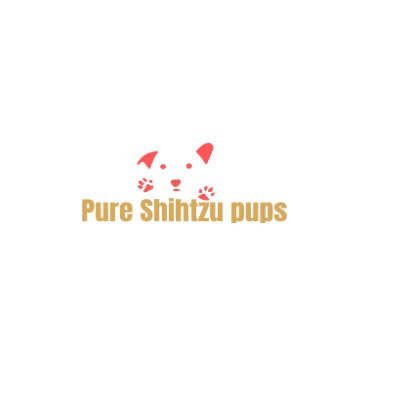 Pure shih Tzu pups Profile Picture