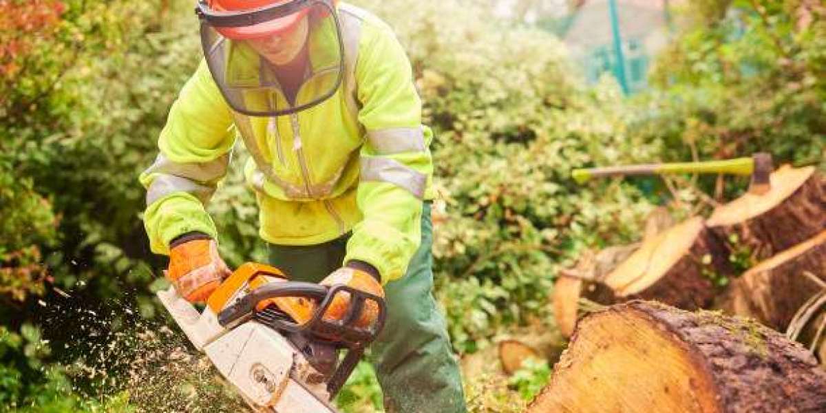 How an Arborist Service Can Improve Tree Health and Safety