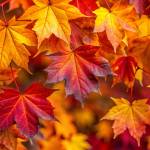 huffman tree services Profile Picture