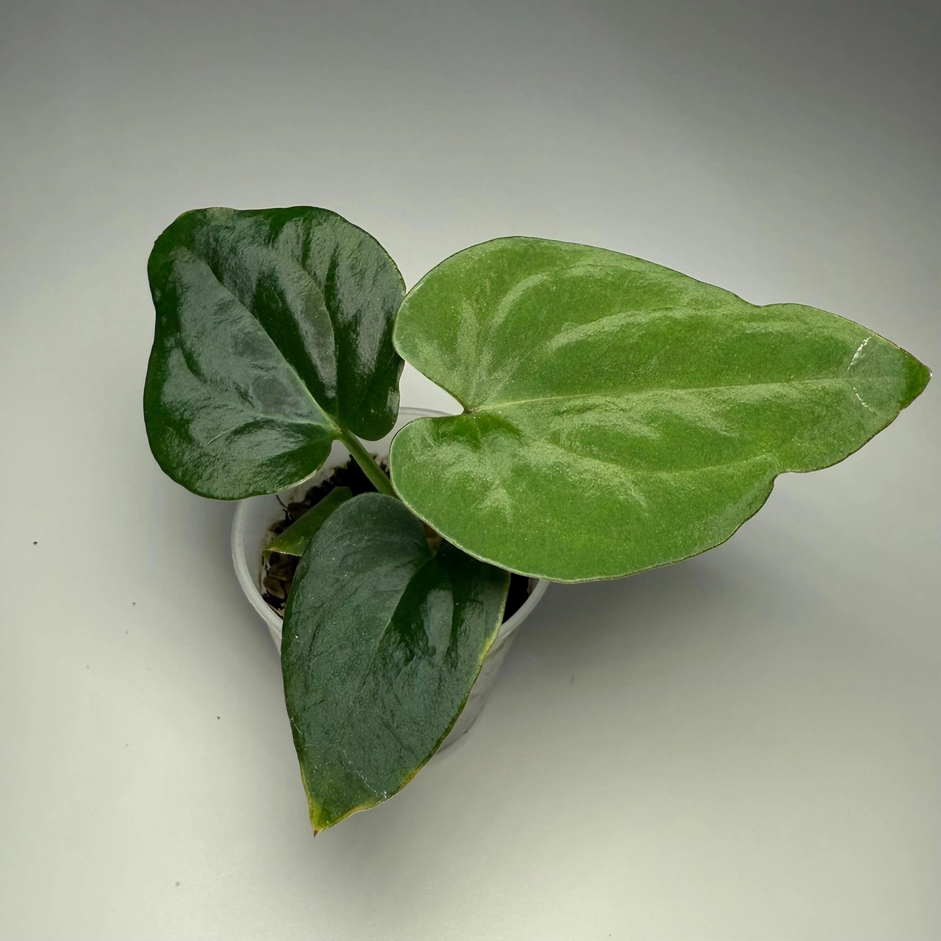 Lianthurium Plants Profile Picture