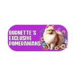 Burnettes Exclusive Pomeranians Profile Picture