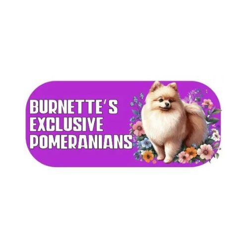 Burnettes Exclusive Pomeranians Profile Picture