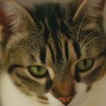 online store Profile Picture