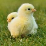 Charles wales Profile Picture