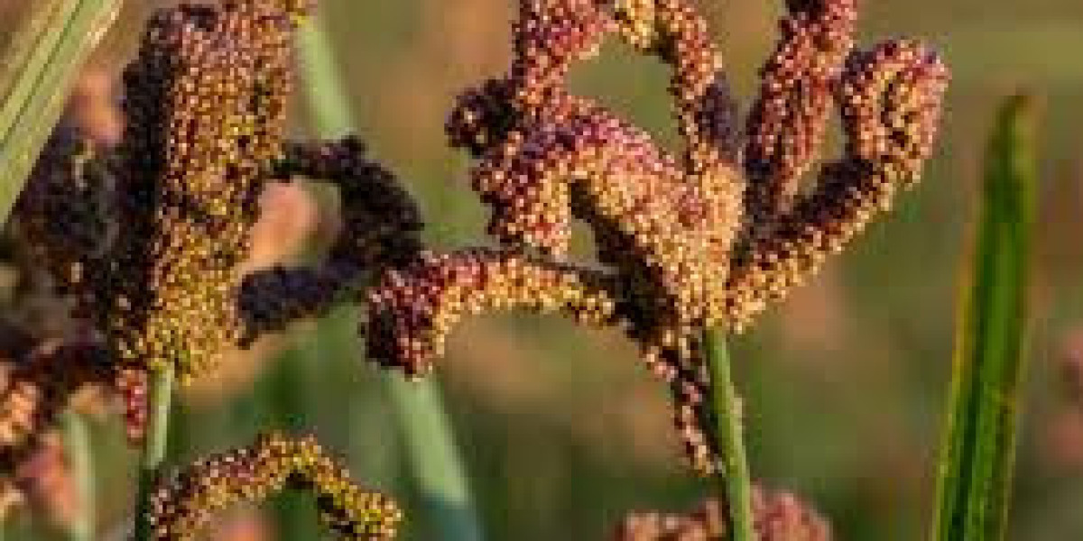 How To Gains the Most from Finger Millet Unveiling Health Benefits Cultural Value