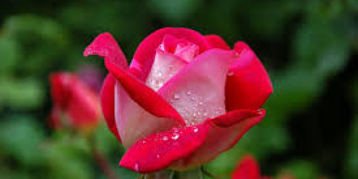 Companies That Buy Houses for Cash San Diego: Complete Guide for Homeowners