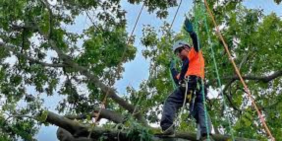 Tree Removal Services in Maplewood, MN: Keeping Your Property Safe and Beautiful
