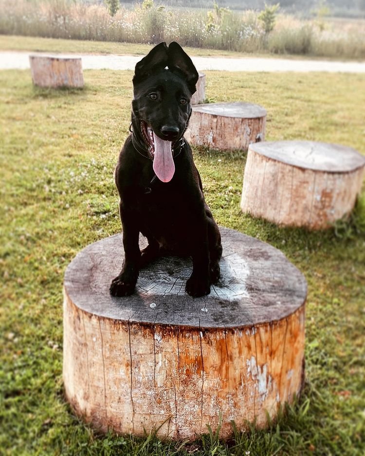 Belgian Malinois Puppies for Sale | Healthy AKC Bloodlines