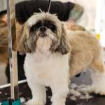 Houlp Ferda Profile Picture