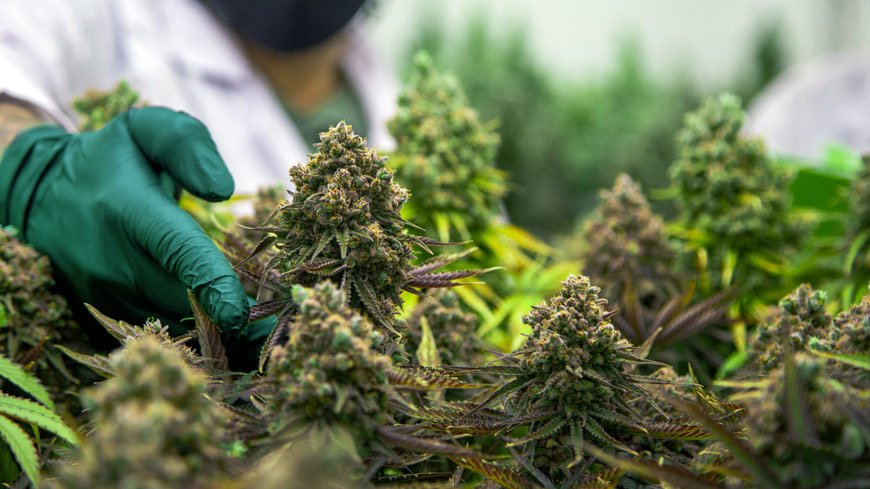 The Biggest Misconceptions About Buying THC Flower Online – atechvibe