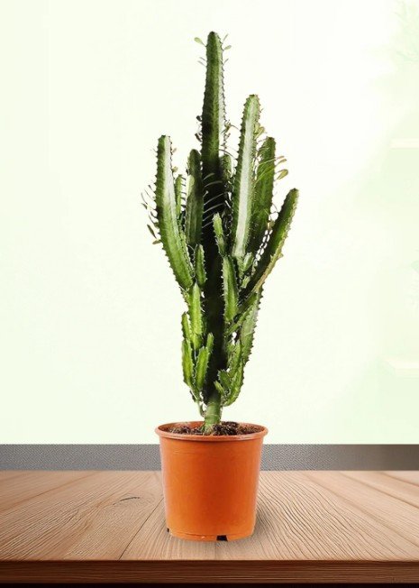 How to Care for Monstera Plants in Dubai Homes - greenplantshop.ae