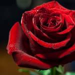 Zara Thomas Profile Picture