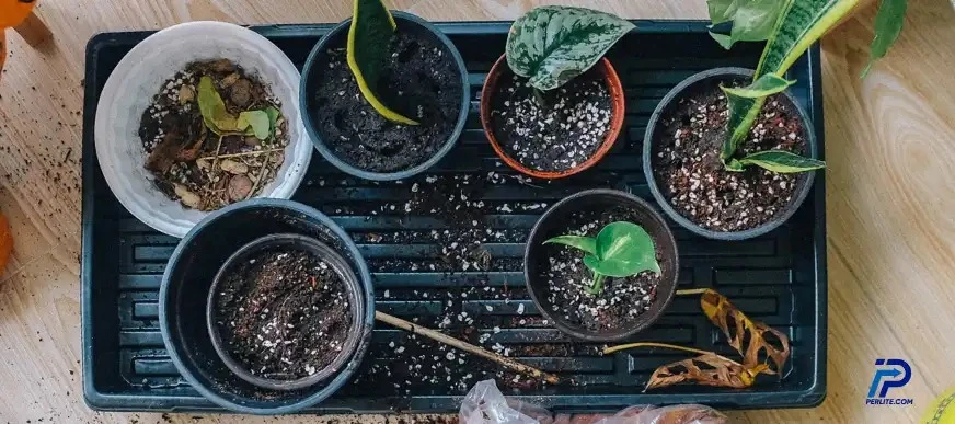 Propagating in Perlite: A Reliable Plant Propagation Solution Across Oregon -  TheOmniBuzz