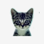 We Love Cats and Kittens Profile Picture
