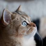 Chunz liu Profile Picture