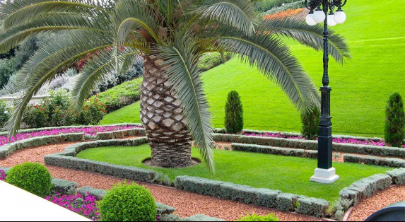 How to Plant and Maintain Your Palm Tree in Riyadh Climate