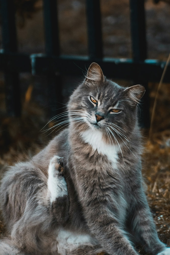 The Best Flea Treatment for Cats: Natural and Effective Options