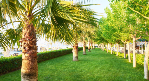 Why Palm Trees are Essential for Modern Landscaping in Saudi Arabia