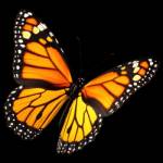 Jerryjerry Jerry Profile Picture