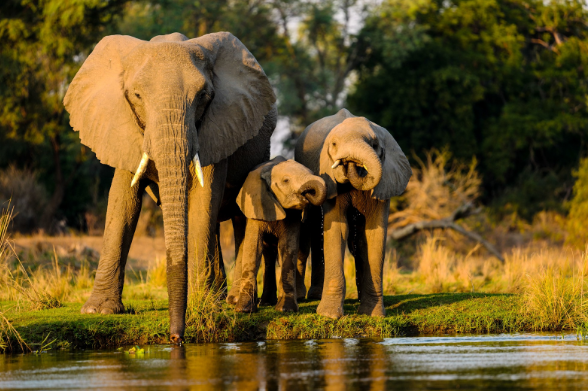 Top Indian Wildlife Safari: Guide for Nature Lovers