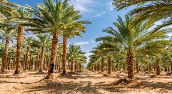 The Rise of Sustainable Landscaping in Saudi Arabia