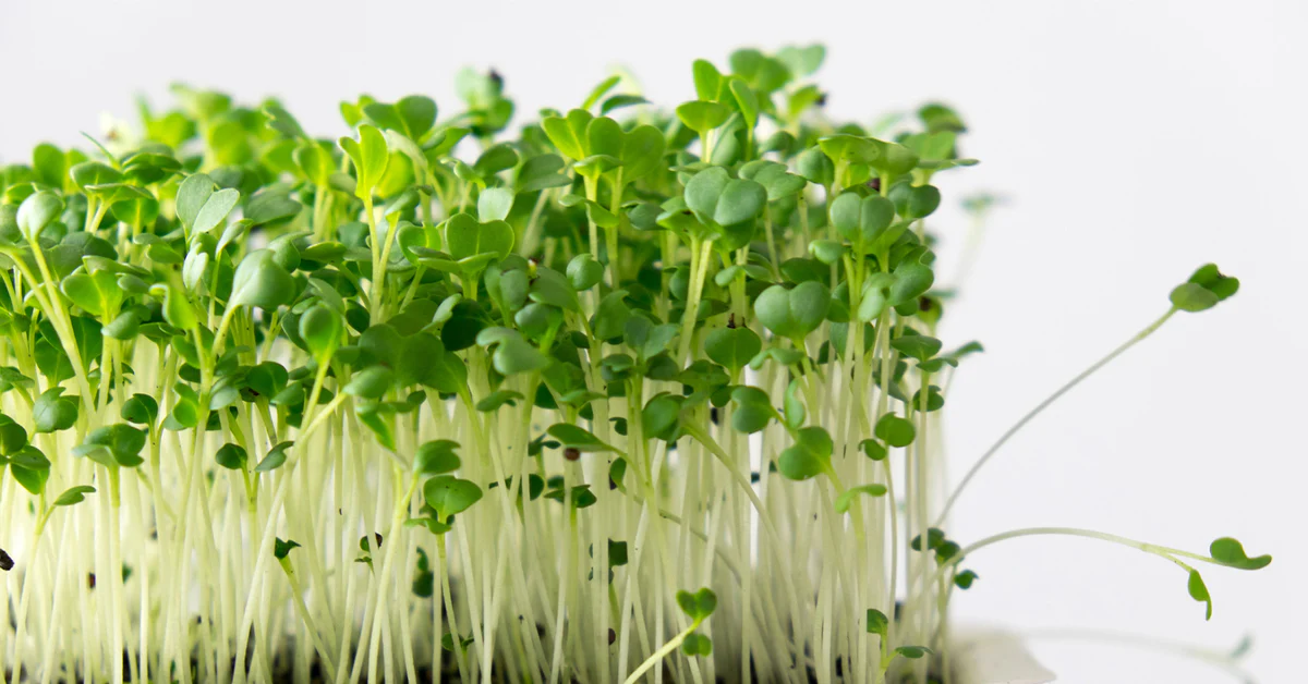 Broccoli Microgreens Nutrition: A Powerful Source of Essential Nutrients – The Collective Curiosity
