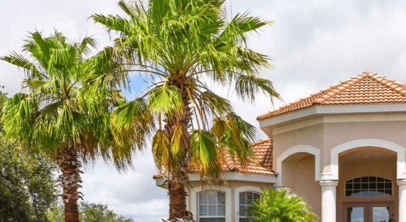 Experienced Palm Tree Supplier in Riyadh | Best Price Guarantee