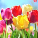 rishangi bariya Profile Picture