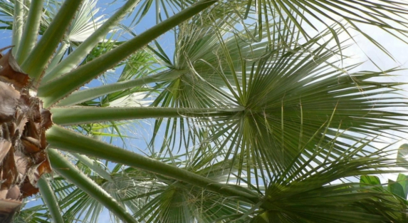 How Washingtonia Trees Improve Outdoor Aesthetics in Riyadh