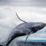 Dana Point Dolphin and Whale Watching profile picture
