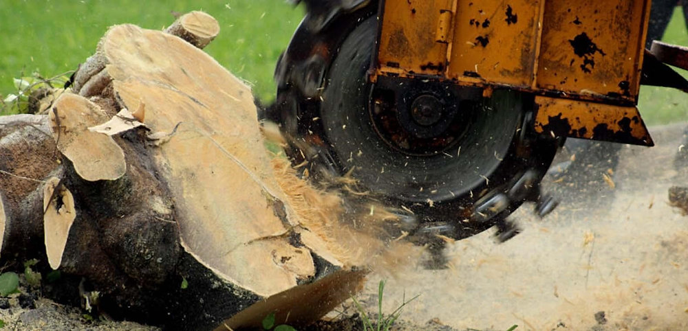 Fast & Affordable Stump Grinding Service Near You